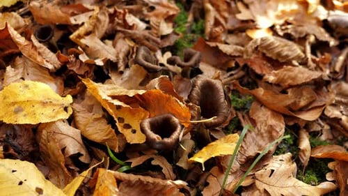 A Black Mushrooms Among the Yellow Foliage in the Forest
