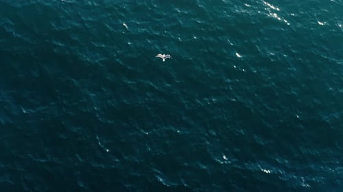 Aerial View of Seagull Flying Low Over Ocean at Sunset in Slow Motion