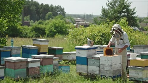 Beekeeper Inspecting Beehive in Rural Setting