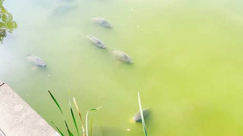 Souffrance des poissons due au manque d'oxygène dans l'eau, à la suffocation estivale et à la floraison des plans d'eau