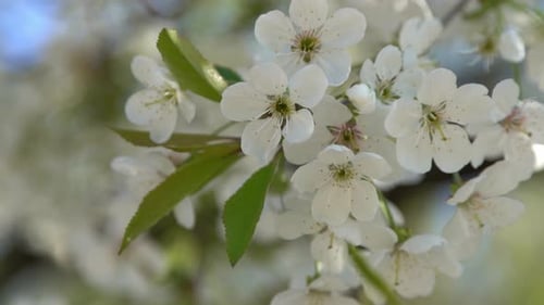 White Cherry Blossoms Sway in the Wind Spring Flowering Fruit Tree Floral Natural Background