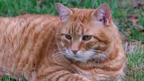 Ginger Tabby Cat Resting in Green Grass