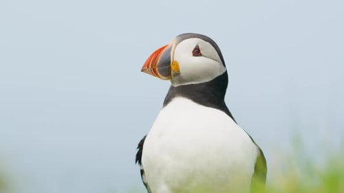 Close up of Puffin shaking its head and looking around, Scotland. Handheld