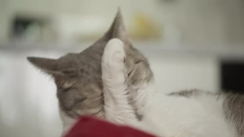 Cat Grooming Itself with Paw Close Up