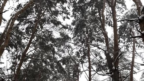 View to Long Snowy Trail at Winter Woodland Snowcovered Branches of Pine at Wild Forest Beautiful