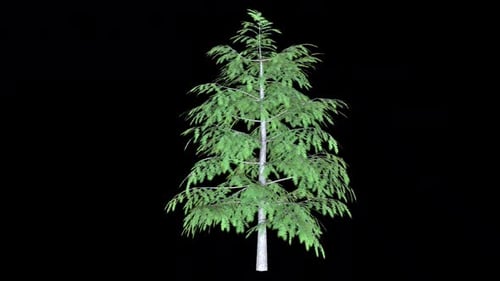Animated Pine Tree with Swaying Green Foliage