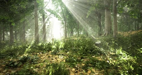 Sunlight Filters Through Trees in a Tranquil Forest Setting
