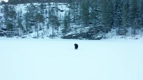 Active Alaskan Malamute Playing On Deep Snow-Covered Ground Near Forest Mountains. Zoom In