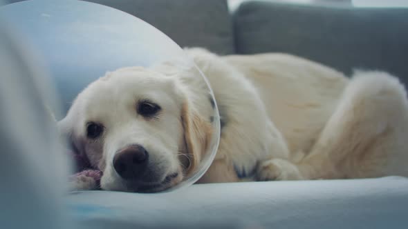 Golden retriever deitado dentro de casa, parecendo mal com um cone ...