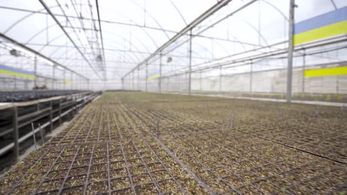 Seedlings grown in a modern greenhouse 4K