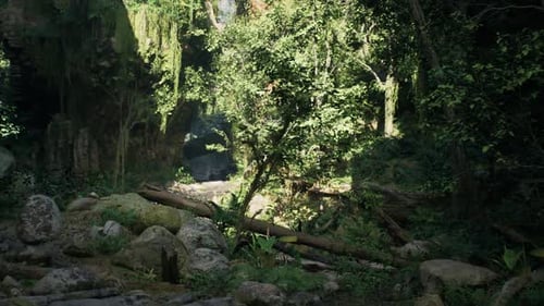 Majestic Forest Filled With Trees and Rocks