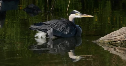 Graureiher, Ardea cinerea, die Camargue in Frankreich