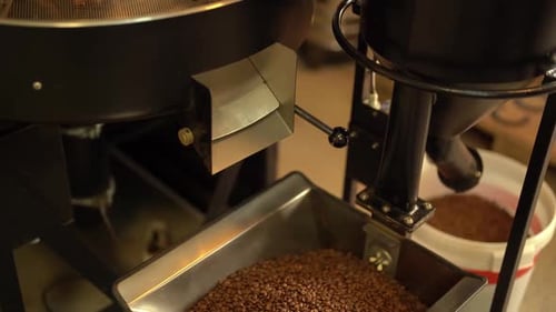 Roasted Coffee Beans Pouring into a Metal Bin
