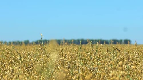 Wheat Harvest Harvesters Wheat Rye Field Rural Farming Agronomy Golden Wheat Field
