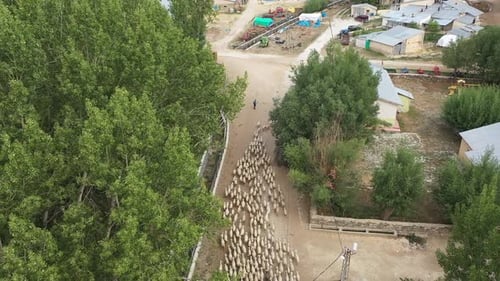 Vue aérienne du berger conduisant son troupeau de moutons au village