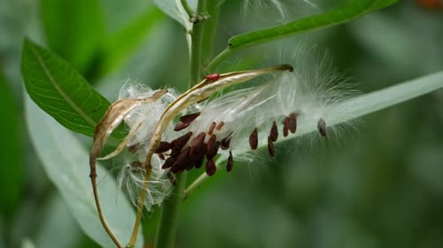 A close-up of a flower with red pollen and a cotton flower