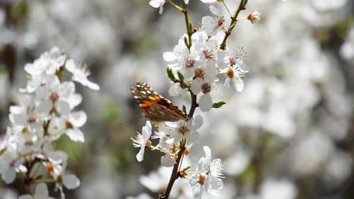 Zeitlupenaufnahme eines Schmetterlings, der im Frühling von einer Baumblüte fliegt