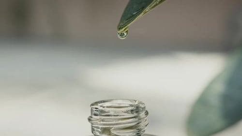 Green Leaf with Essential Oil Drops Natural Therapy