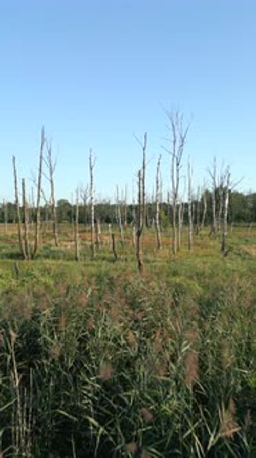 Dry Trees In Wilderness Area