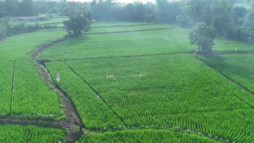 Aerial footage of green rice field landscape with fog