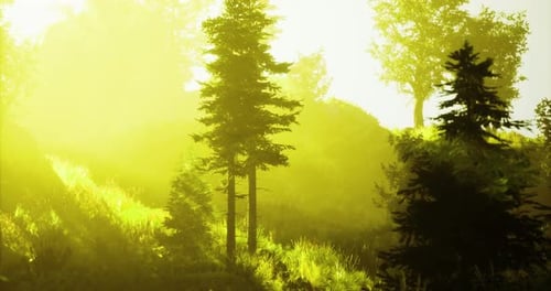 Bright Sunlight Filters Through Tall Trees in a Peaceful Forest Landscape