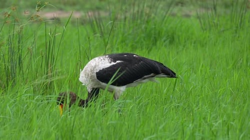 Saddle-Billed Stork Fishing In African Wetland, Medium Shot, Slow Motion