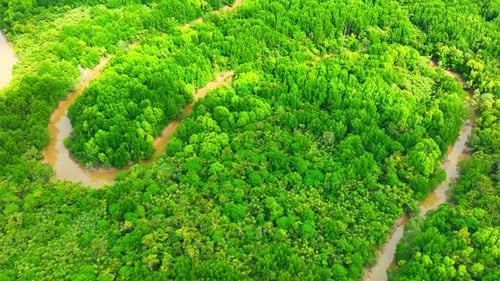 Endless beauty unfolds in Thailand's mangrove forests.