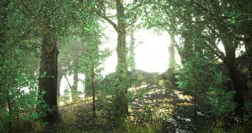 Sunlight Filters Through Lush Foliage in a Tranquil Forest Setting