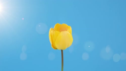 Blooming Yellow Tulip Against a Blue Background