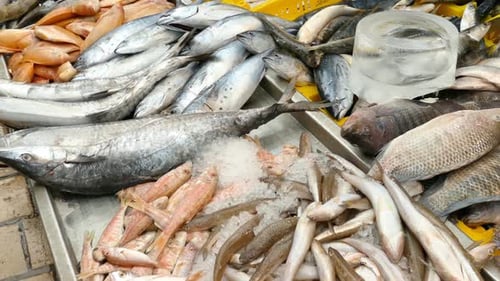 Verschiedene Fische und Meeresfrüchte in gelben Kisten auf einem lokalen Markt