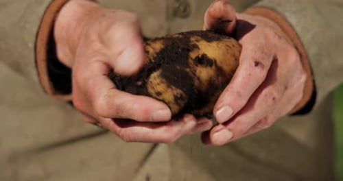 Farmer Cleaning Potato with Soil on Hands