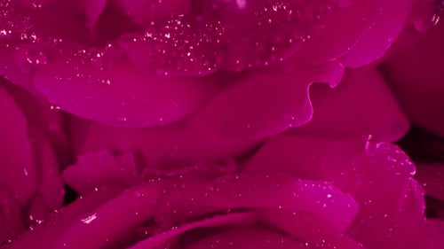 Vue macrodétaillée : pétales de roses roses avec gouttes de rosée, arôme floral incroyable