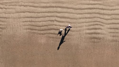 Overhead View Of Dog And A Person Walking At The Sandy Beach On A Sunny Day. - aerial shot
