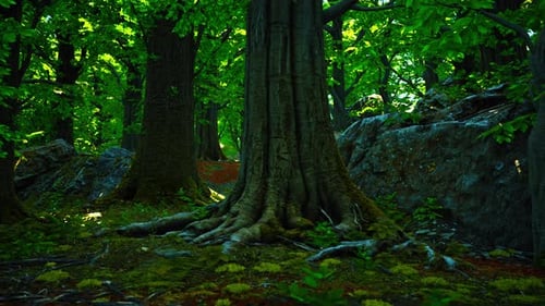 Large and Long Tree Roots with Moss