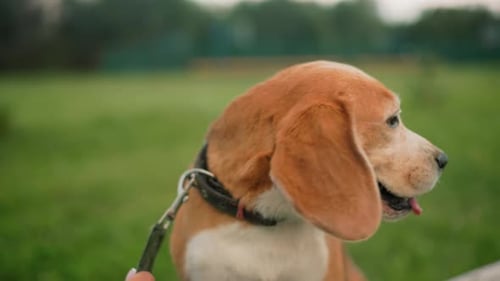 Close-up of a Beagle Dog Sitting Outdoors