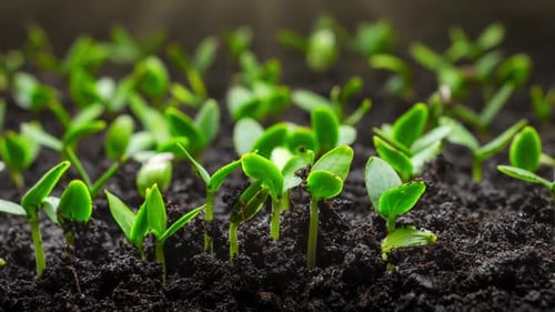 Plant Grow In Timelapse Sprouts Germination From Seeds Farming And Gardening