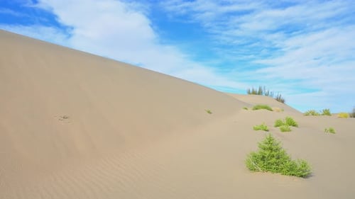 Sweeping sand dunes with hardy green plants under a clear blue sky in the Durgun Nuur desert.