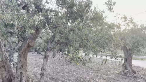 olive tree for oil production with sunshine in south Italy