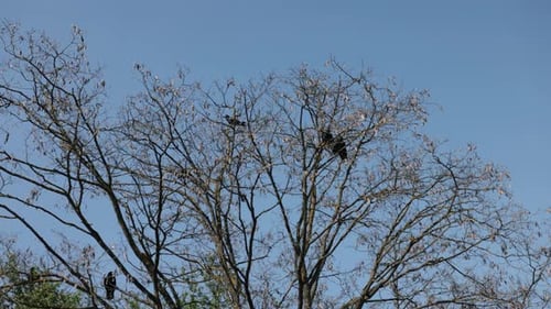 Black Crow Crow Birds Leafless Branch