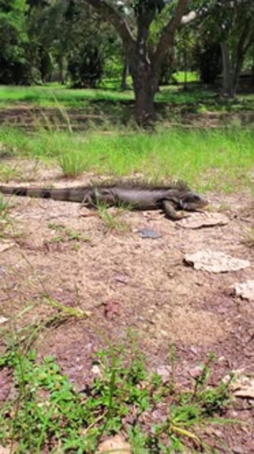 Rencontre avec la faune : iguane géant au repos avec une personne marchant en arrière-plan
