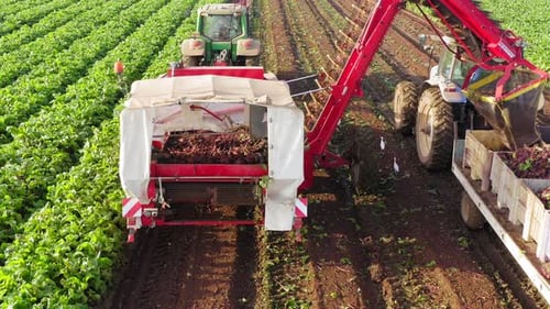 Beetroot Harvesting process, Early morning aerial follow footage