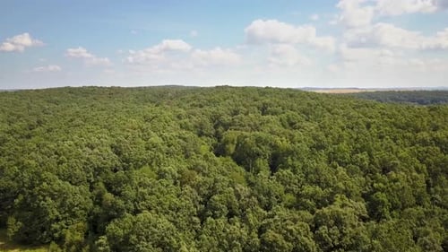 Top Down Aerial View of Green Summer Forest with Many Fresh Trees