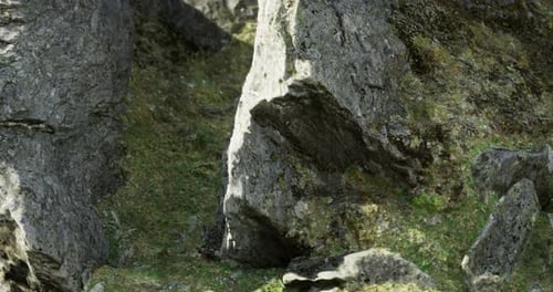 Realistic Closeup of Mossy Rocks in Nature