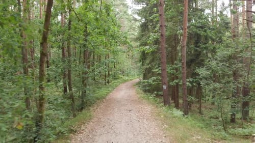A dirt road through the forest.