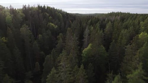 Drone rise high above coniferous treetops in evening