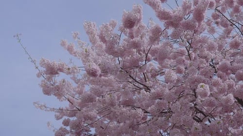 Kirschblüten in voller Blüte an einem sonnigen Frühlingstag in Kanada