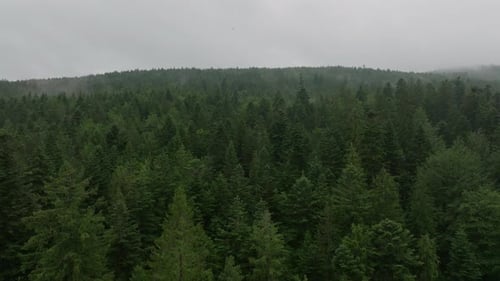 Aerial Footage of Fog Over Forest on Cloudy Day