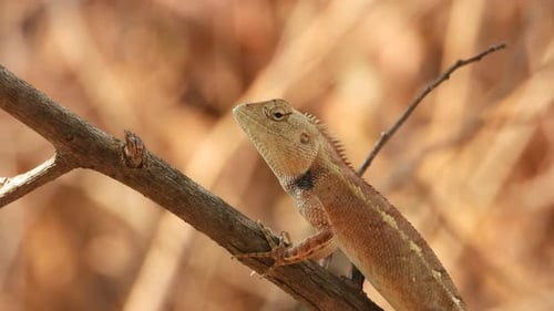 Close-Up of Orange Lizard on Branch