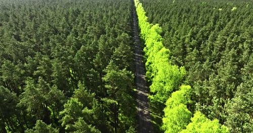 Country road and green forest in spring at sunrise, Poland