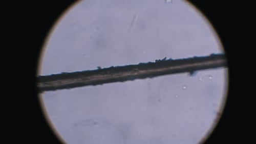 Damaged Hair Fiber with Rough Cuticle Under Microscope